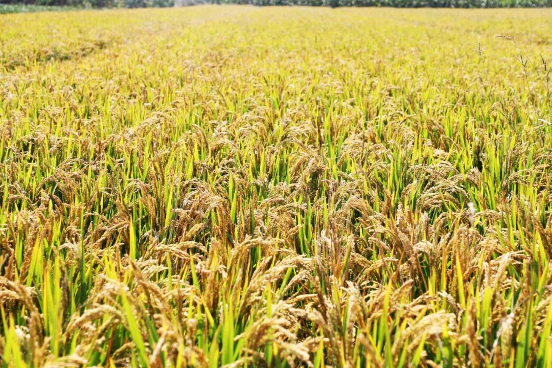 1626240454612113.jpg 20210324095621482.jpg