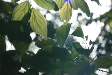 尋找百名困境兒童，聆聽童音，護苗成長